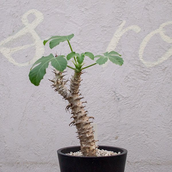 ヤトロファ フィッシスピナ 4号 - 観葉植物・多肉植物・塊根植物の通販 