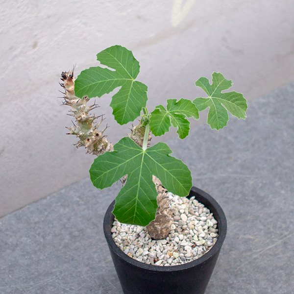 ヤトロファ フィッシスピナ 4号 - 観葉植物・多肉植物・塊根植物の通販 