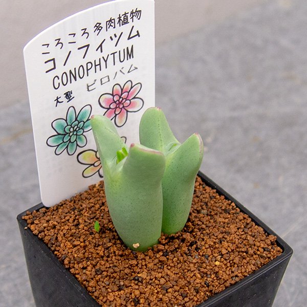 コノフィツム 大型ビロバムの通信販売・ネットショップ｜観葉植物・多肉植物、塊根植物の通販・ネットショップの『the Farm UNIVERSAL  ONLINE STORE』