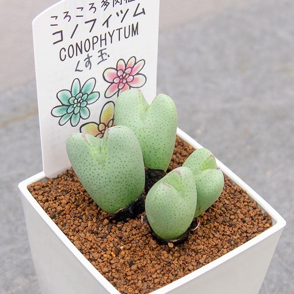 コノフィツム くす玉の通信販売・ネットショップ｜観葉植物・多肉植物 