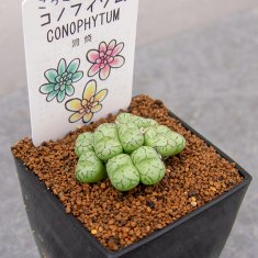 コノフィツム ヒリイの通信販売・ネットショップ｜観葉植物・多肉植物、塊根植物の通販・ネットショップの『the Farm UNIVERSAL  ONLINE STORE』