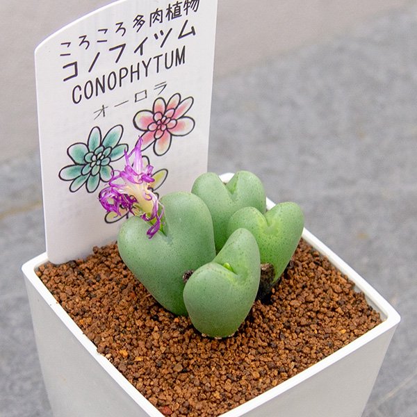 コノフィツム オーロラの通信販売・ネットショップ｜観葉植物・多肉植物、塊根植物の通販・ネットショップの『the Farm UNIVERSAL  ONLINE STORE』