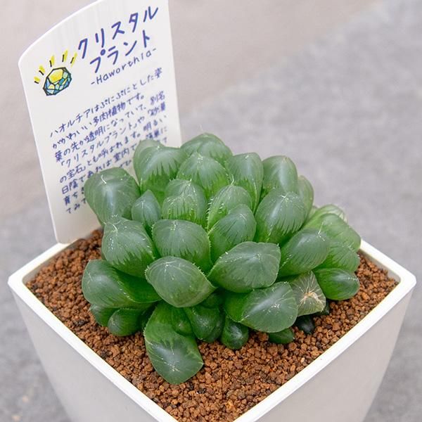 ハオルチア 玉蟲の通信販売・ネットショップ｜観葉植物・多肉植物