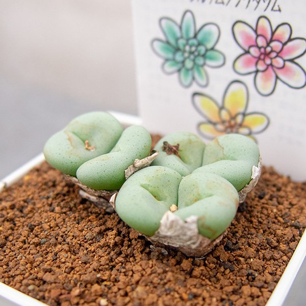 ☆。Conophytum ´シルクムプンクタツム´・:*☆。-