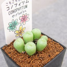 3,000円 - 観葉植物・多肉植物・塊根植物の通販・ネットショップ｜the