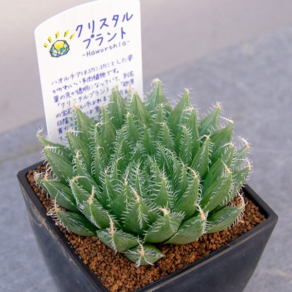 ハオルチア 羽衣の通信販売・ネットショップ｜観葉植物・多肉植物、塊根植物の通販・ネットショップの『the Farm UNIVERSAL ONLINE  STORE』