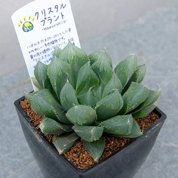 ハオルチア エンペラーの通信販売 ネットショップ 観葉植物 多肉植物 塊根植物の通販 ネットショップの The Farm Universal Online Store