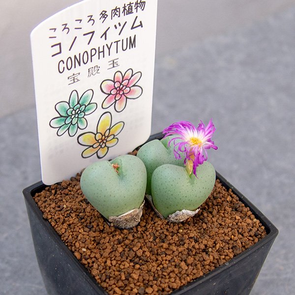 コノフィツム 宝殿玉の通信販売・ネットショップ｜観葉植物・多肉植物、塊根植物の通販・ネットショップの『the Farm UNIVERSAL  ONLINE STORE』