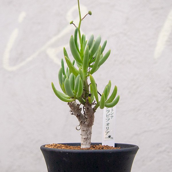 オトンナ・クラビフォリア 7.5cm鉢 □カクタス長田 - 観葉植物