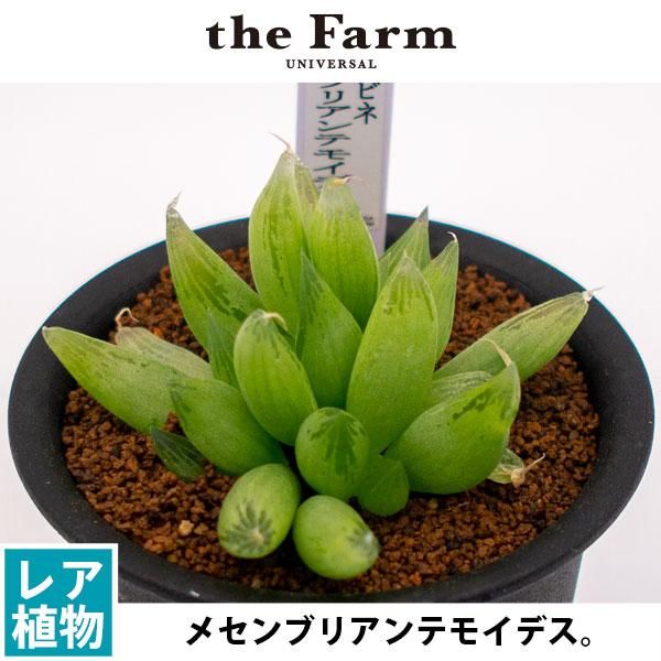 ブルビネ メセンブリアンテモイデスの通信販売 ネットショップ 観葉植物 多肉植物 塊根植物の通販 ネットショップの The Farm Universal Online Store