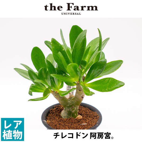 即発送可能 チレコドン パニクラーツス (阿房宮) 現地球 - 観葉植物