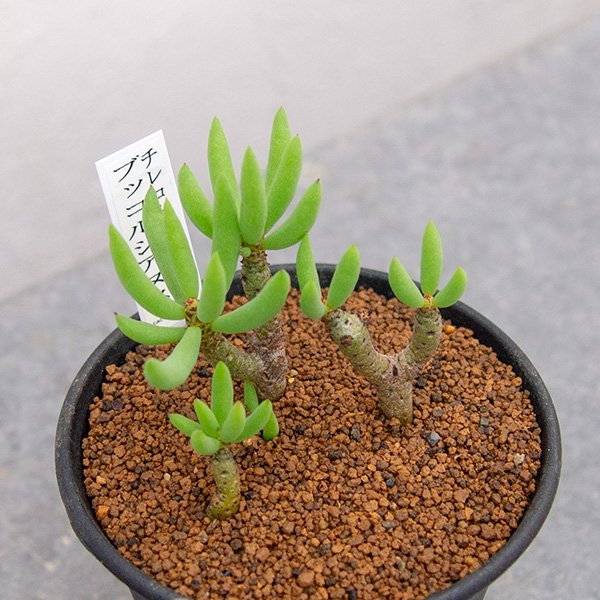 チレコドン ブッコルジアヌスの通信販売・ネットショップ｜観葉植物・多肉植物、塊根植物の通販・ネットショップの『the Farm UNIVERSAL  ONLINE STORE』