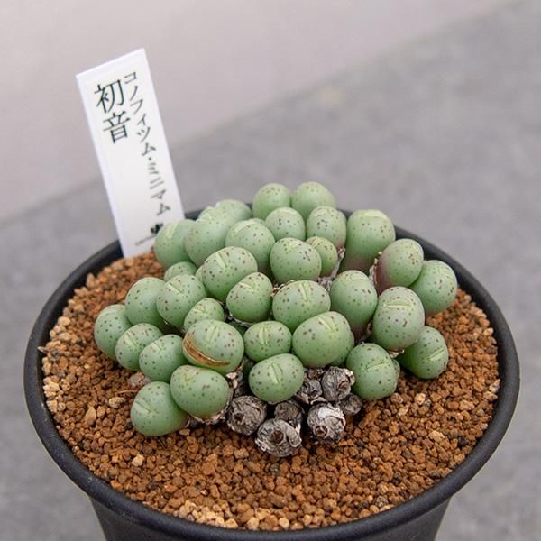 コノフィツム 種子 50種類セット 各種10粒ずつ