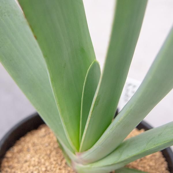 アロエ プリカティリスの通信販売 ネットショップ 観葉植物 多肉植物 塊根植物の通販 ネットショップの The Farm Universal Online Store アロエ プリカティリスの通信販売 ネットショップ 観葉植物 多肉植物 塊根植物の通販 ネットショップの The Farm Universal Online Store