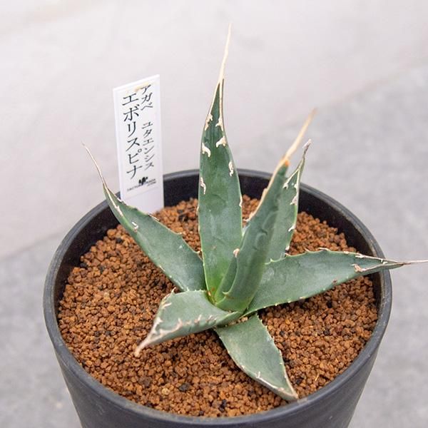 アガベ ユタエンシス エボリスピナ 実生 15 Agave utahensis ...