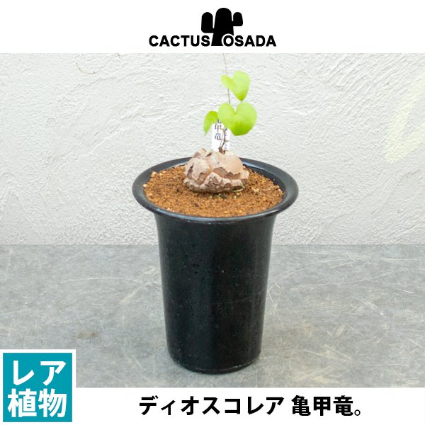 亀甲竜の通信販売・ネットショップ｜観葉植物・多肉植物、塊根植物の通販・ネットショップの『the Farm UNIVERSAL ONLINE STORE』