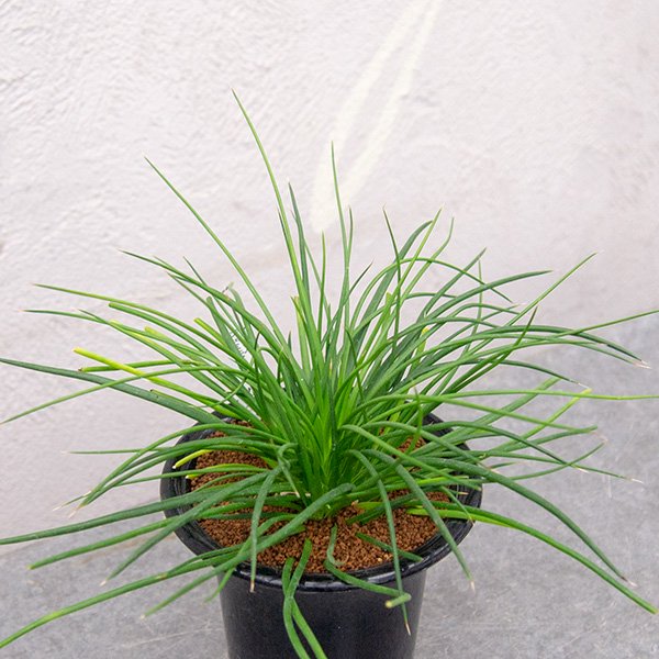 ジェミニフローラ アガベ属 NO.1165 - 植物/観葉植物