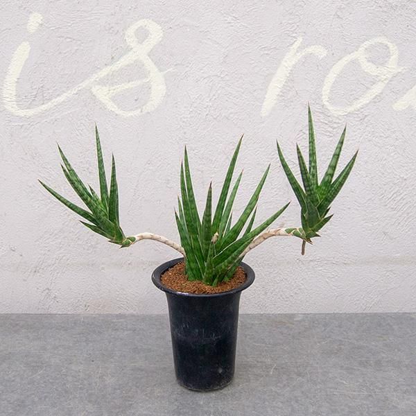 原種サンセベリア フランシシーの通信販売 ネットショップ 観葉植物 多肉植物 塊根植物の通販 ネットショップの The Farm Universal Online Store 原種サンセベリア フランシシーの通信販売 ネットショップ 観葉植物 多肉植物 塊根植物の通販 ネットショップの The Farm Universal Online Store