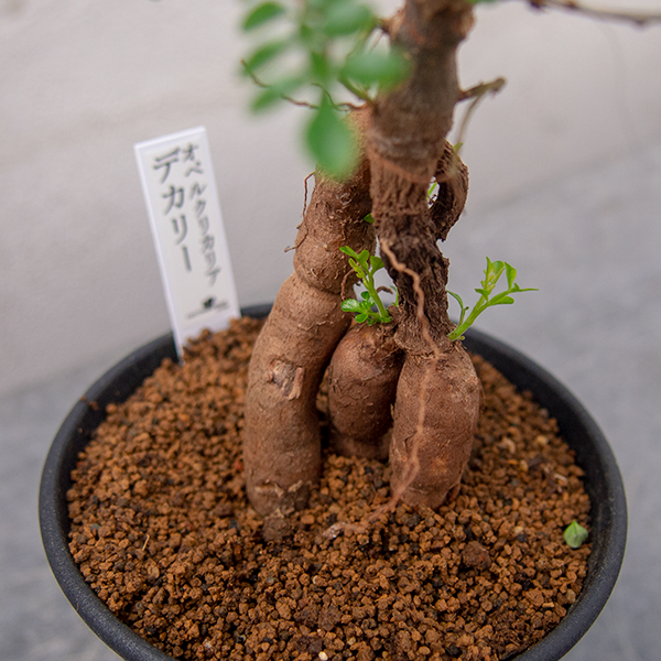 オペルクリカリア デカリーの通信販売・ネットショップ｜観葉植物・多肉植物、塊根植物の通販・ネットショップの『the Farm UNIVERSAL  ONLINE STORE』