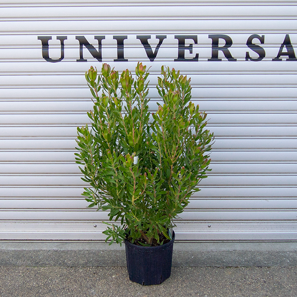 リューカデンドロン サンシャイン 8号 En 観葉植物 多肉植物 塊根植物の通販 ネットショップ The Farm Universal Online Store リューカデンドロン サンシャイン 8号 En 観葉植物 多肉植物 塊根植物の通販 ネットショップ The Farm Universal Online Store