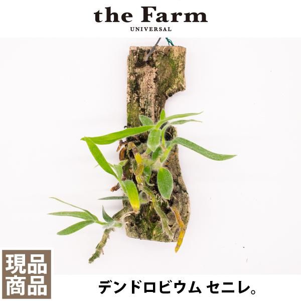 人気のデンドロビウム セニレなどの洋蘭を通信販売 国内最大級のガーデンセンター The Farm Universal から人気の観葉植物 希少な塊根植物 珍しい多肉植物をお届けします