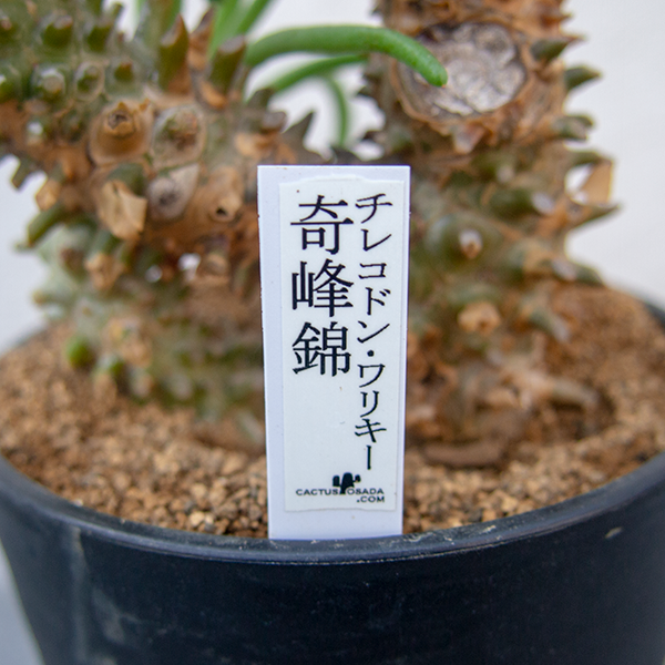 チレコドン ワリチー 奇峰錦 4号（EN000195） - 観葉植物・多肉植物・塊根植物の通販・ネットショップ｜the Farm UNIVERSAL  ONLINE STORE