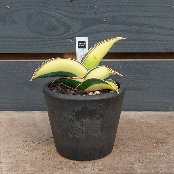 サンスベリア エーレンベルギー バナナ 3号（EN000214） - 観葉植物 ...