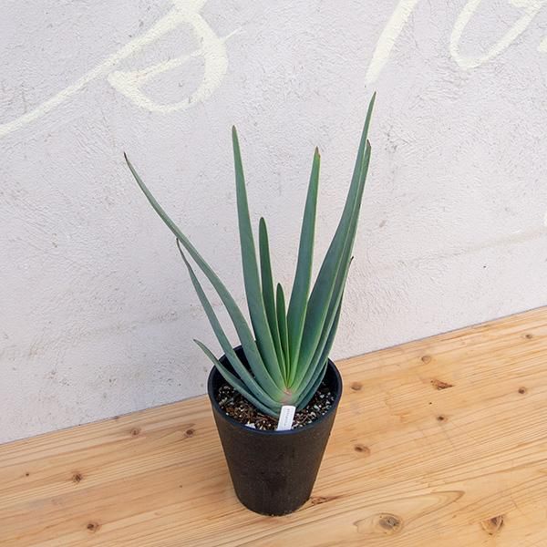 アロエ プリカティリスの通信販売 ネットショップ 観葉植物 多肉植物 塊根植物の通販 ネットショップの The Farm Universal Online Store アロエ プリカティリスの通信販売 ネットショップ 観葉植物 多肉植物 塊根植物の通販 ネットショップの The Farm Universal Online Store
