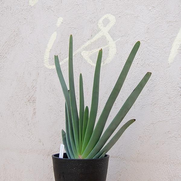 アロエ プリカティリスの通信販売 ネットショップ 観葉植物 多肉植物 塊根植物の通販 ネットショップの The Farm Universal Online Store アロエ プリカティリスの通信販売 ネットショップ 観葉植物 多肉植物 塊根植物の通販 ネットショップの The Farm Universal Online Store