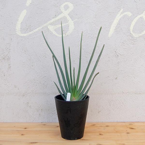 アロエ プリカティリスの通信販売 ネットショップ 観葉植物 多肉植物 塊根植物の通販 ネットショップの The Farm Universal Online Store アロエ プリカティリスの通信販売 ネットショップ 観葉植物 多肉植物 塊根植物の通販 ネットショップの The Farm Universal Online Store