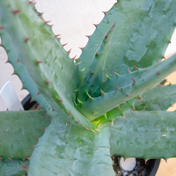 アロエ フェロックスの通信販売・ネットショップ｜観葉植物・多肉植物、塊根植物の通販・ネットショップの『the Farm UNIVERSAL  ONLINE STORE』