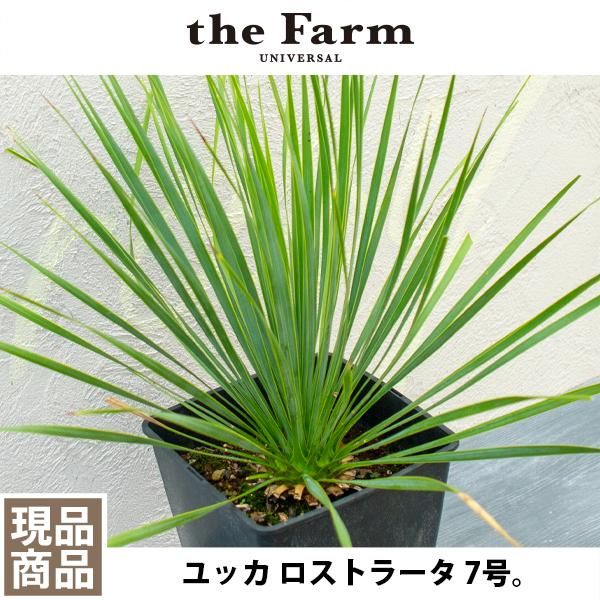 人気のユッカ ロストラータなどの観葉植物を通信販売 - 国内最大級の