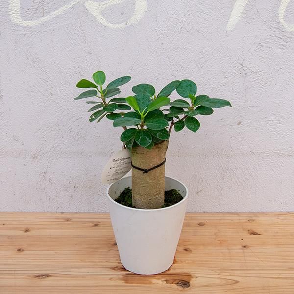 パンダ ガジュマルの通信販売 ネットショップ 観葉植物 多肉植物 塊根植物の通販 ネットショップの The Farm Universal Online Store