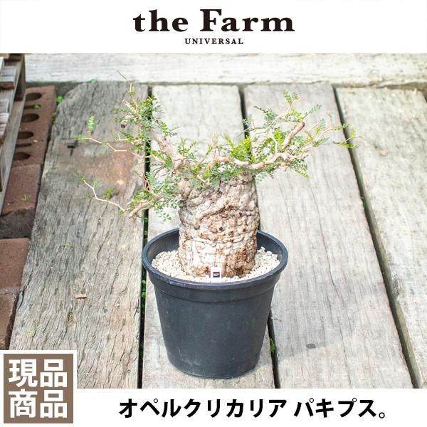 オペルクリカリア パキプスの通信販売・ネットショップ｜観葉植物