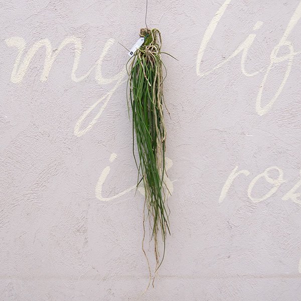 セイデンファデニア ミトラタ - 観葉植物・多肉植物・塊根植物の通販 