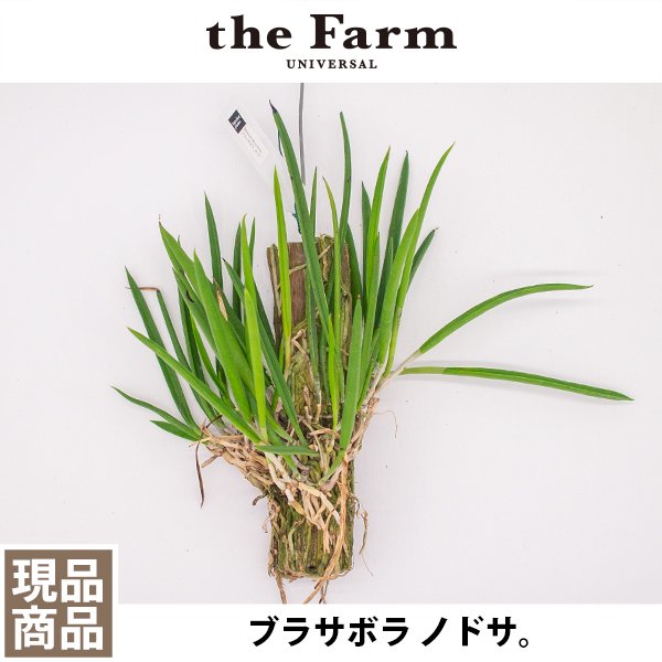 人気のブラサボラ ノドサなどの洋蘭を通信販売 - 国内最大級のガーデンセンター「the Farm UNIVERSAL」から人気の観葉植物、希少な塊根植物 、珍しい多肉植物をお届けします。