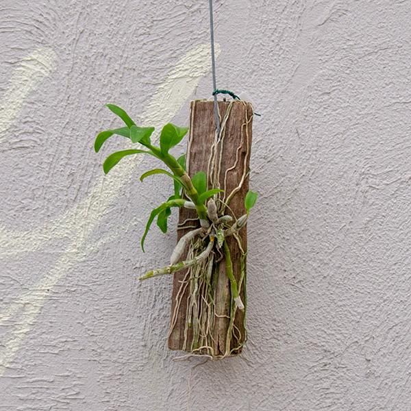 デンドロビウム パリシー 観葉植物 多肉植物 塊根植物の通販 ネットショップ The Farm Universal Online Store デンドロビウム パリシー 観葉植物 多肉植物 塊根植物の通販 ネットショップ The Farm Universal Online Store