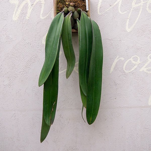 バルボフィラム ファレノプシス L - 観葉植物・多肉植物・塊根植物の通販・ネットショップ｜the Farm UNIVERSAL ONLINE  STORE