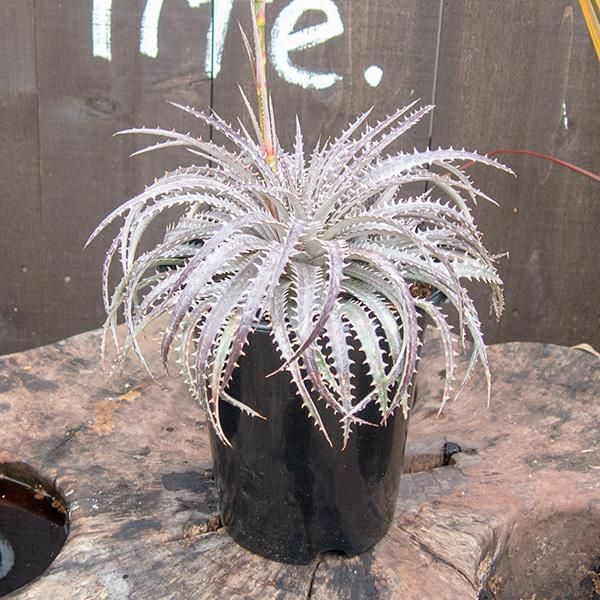 ディッキアの通信販売 ネットショップ 観葉植物 多肉植物 塊根植物の通販 ネットショップの The Farm Universal Online Store ディッキアの通信販売 ネットショップ 観葉植物 多肉植物 塊根植物の通販 ネットショップの The Farm Universal Online Store