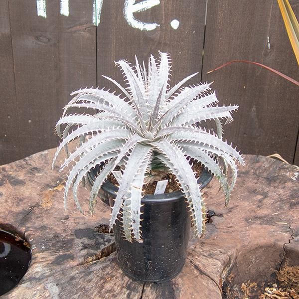 ディッキアの通信販売・ネットショップ｜観葉植物・多肉植物、塊根植物 