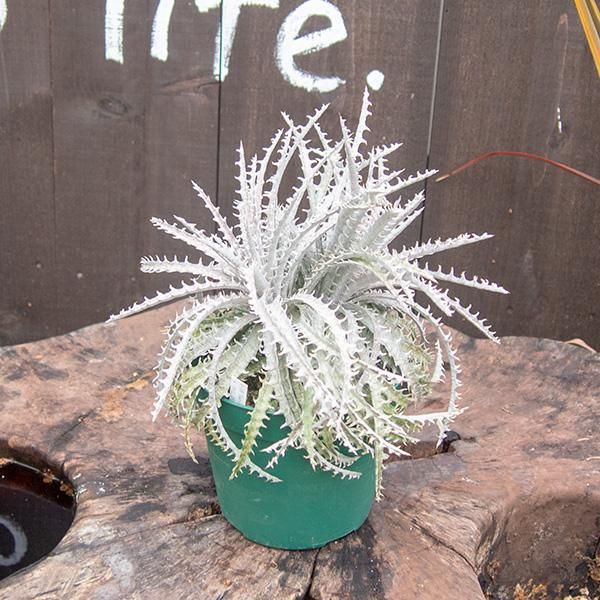 ディッキアの通信販売 ネットショップ 観葉植物 多肉植物 塊根植物の通販 ネットショップの The Farm Universal Online Store ディッキアの通信販売 ネットショップ 観葉植物 多肉植物 塊根植物の通販 ネットショップの The Farm Universal Online Store