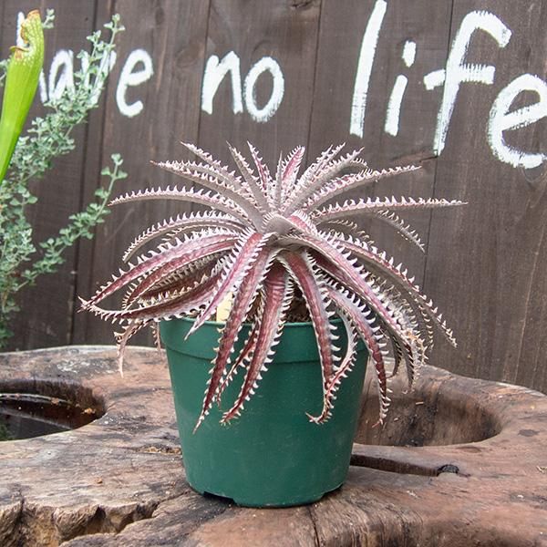 アメリカ産 ディッキア Dyckia 'Babytooth' ディッキアの通信販売