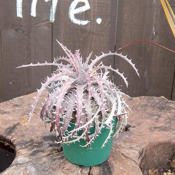 人気 ディッキア Dyckia 'Morning Star' ⑵ DyckiaのYahoo