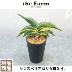 珍奇植物 / ビザールプランツの通信販売・ネットショップ｜観葉植物・多肉植物、塊根植物の通販・ネットショップの『the Farm UNIVERSAL  ONLINE STORE』