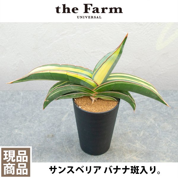 が大特価！ 斑入り バナナ サンスベリア S.Banana 3 Variegated - 植物/観葉植物 - mkukinanyota.com