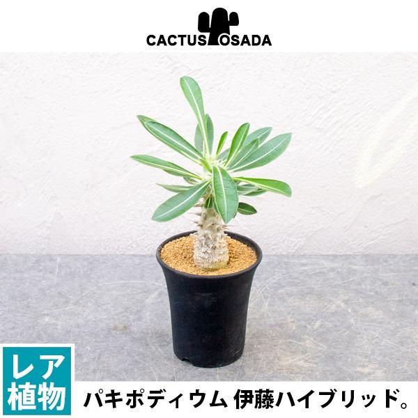 送無料 伊藤ハイブリッド パキポディウム - 観葉植物