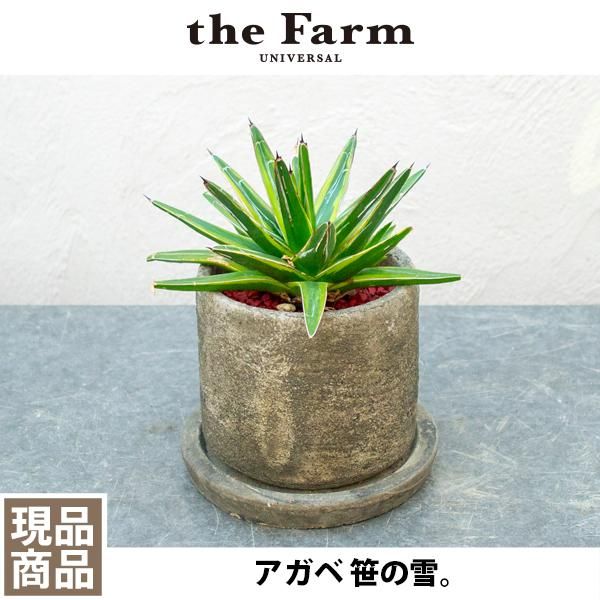 アガベ 笹の雪の通信販売 ネットショップ 観葉植物 多肉植物 塊根植物の通販 ネットショップの The Farm Universal Online Store