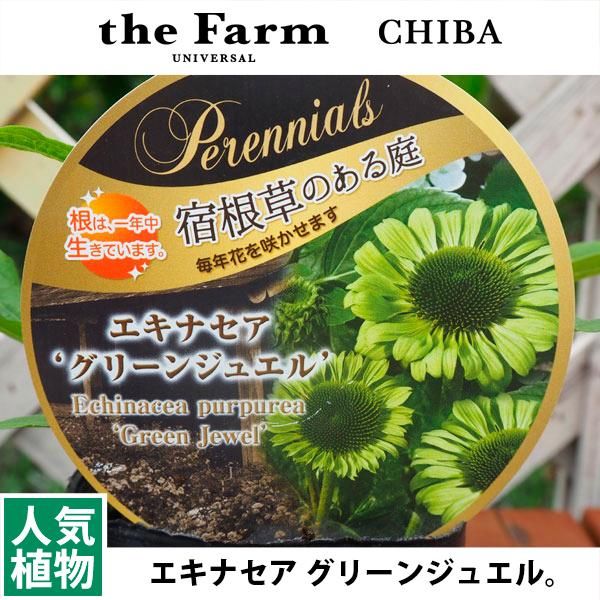 美しい花の画像 50 エキナセア 花 美しい花の画像 50 エキナセア 花