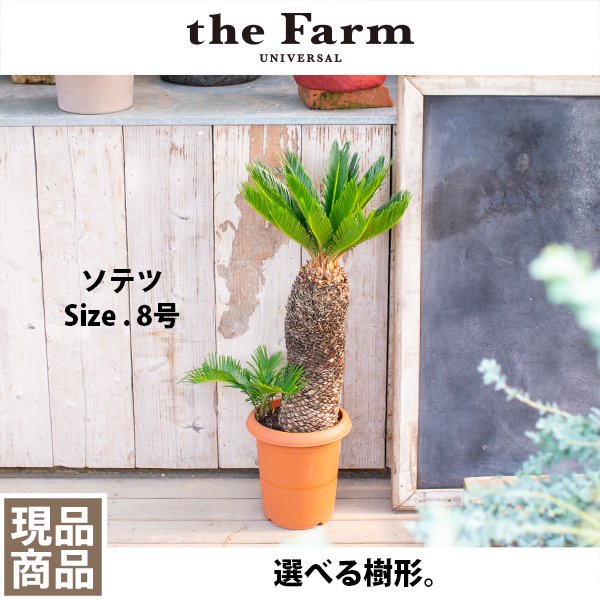 ソテツ（蘇鉄）の通信販売・ネットショップ｜観葉植物・多肉植物、塊根植物の通販・ネットショップの『the Farm UNIVERSAL ONLINE  STORE』