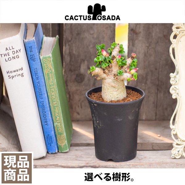 アデニウム アラビカム巻葉の通信販売・ネットショップ｜観葉植物・多肉植物、塊根植物の通販・ネットショップの『the Farm UNIVERSAL  ONLINE STORE』